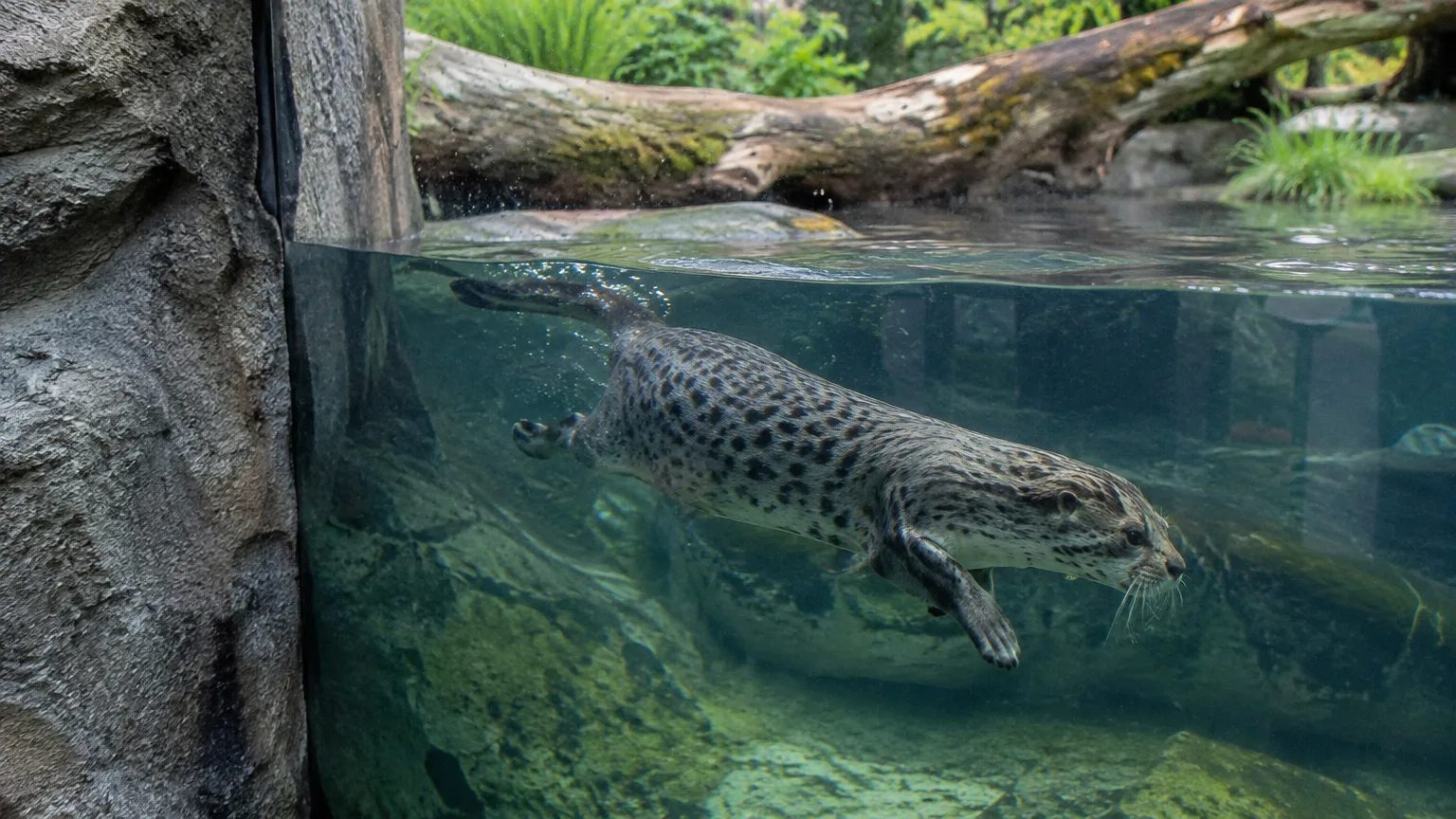 Illustration zum Thema: Zoo Duisburg eröffnet vergrößerte Fischkatzenanlage mit Unterwasserscheibe
