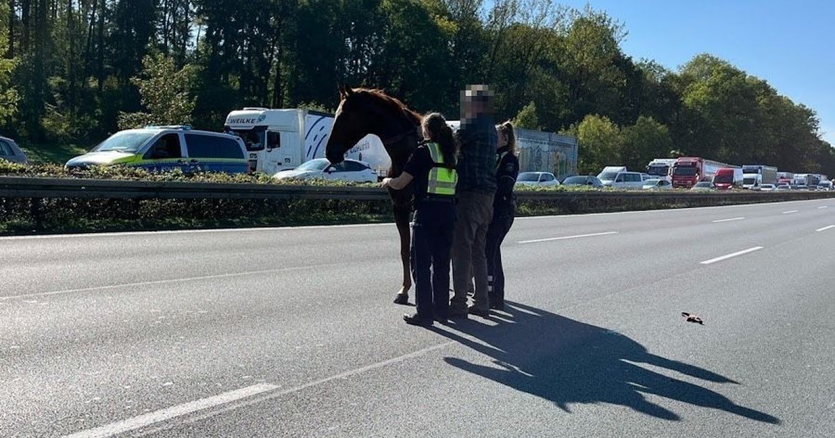 Artikelbild der Quelle zu: A2: Im Geistergalopp über die Autobahn - Lkw-Fahrer verhindert Unfall
