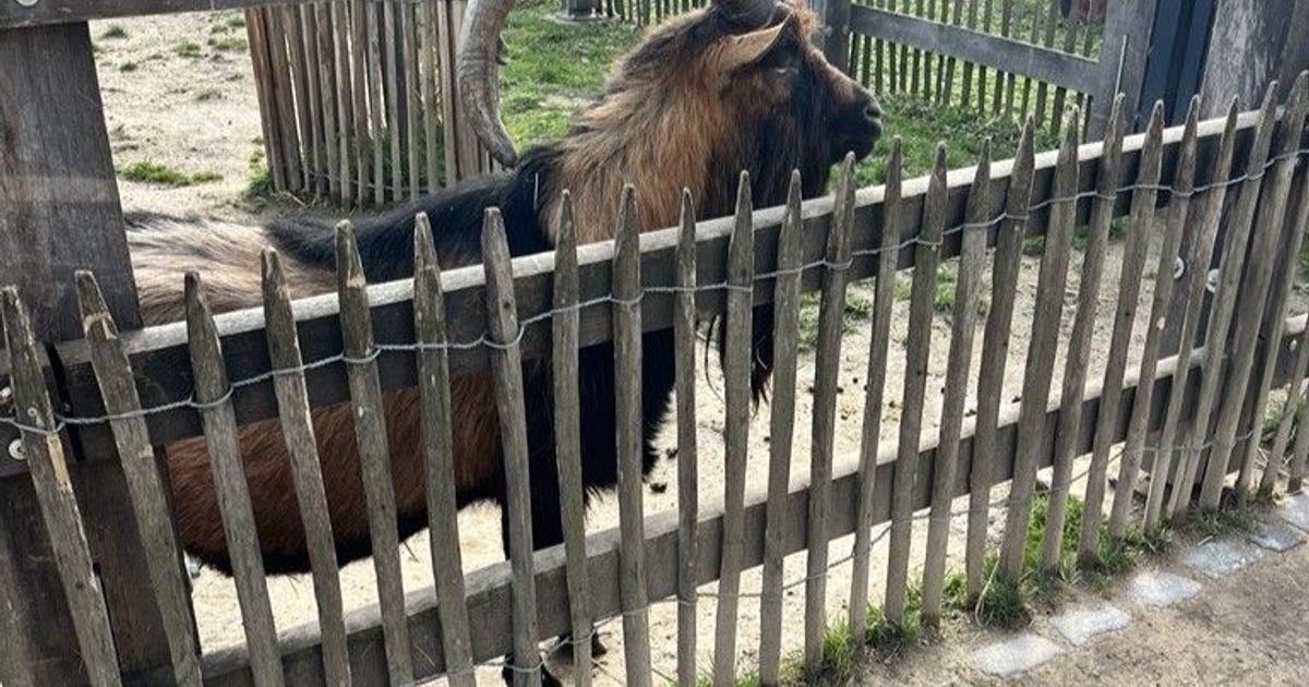 Artikelbild der Quelle zu: Ausgerechnet jetzt: FC-Maskottchen Hennes fehlt im Derby