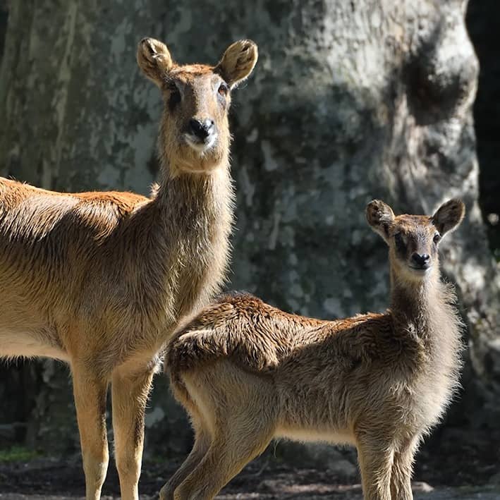 Artikelbild der Quelle zu: Seltener Nachwuchs im Kölner Zoo geboren