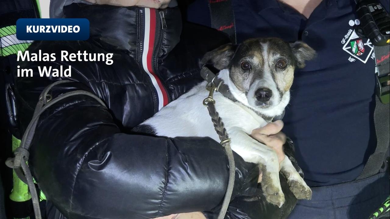 Artikelbild der Quelle zu: Nordrhein-Westfalen: Jack-Russell-Terrier aus Fuchsbau gerettet