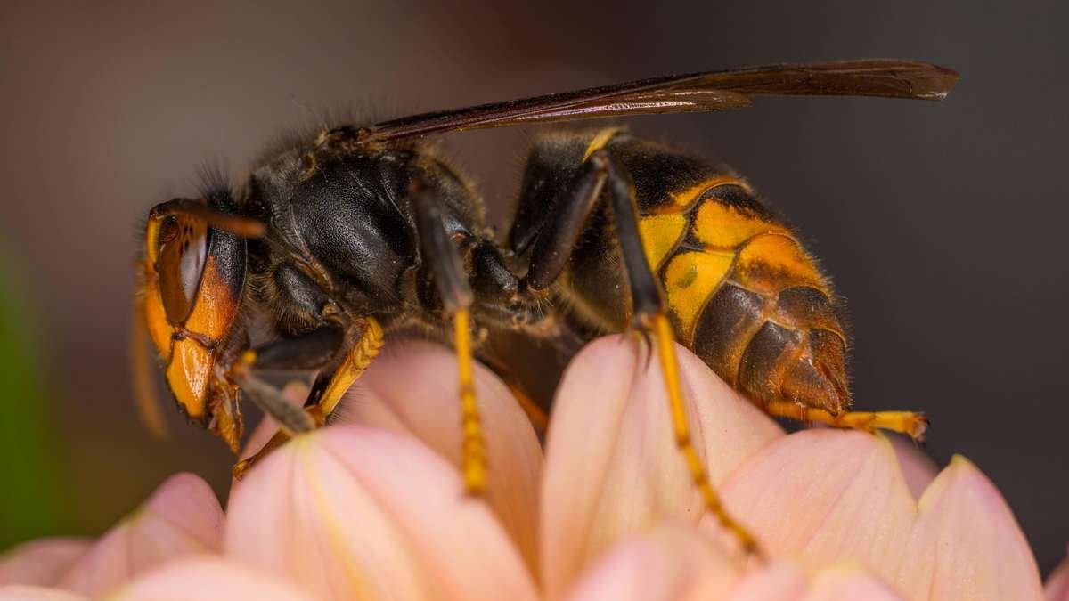 Artikelbild der Quelle zu: Gefährliches invasives Insekt breitet sich immer weiter in Nordrhein-Westfalen aus