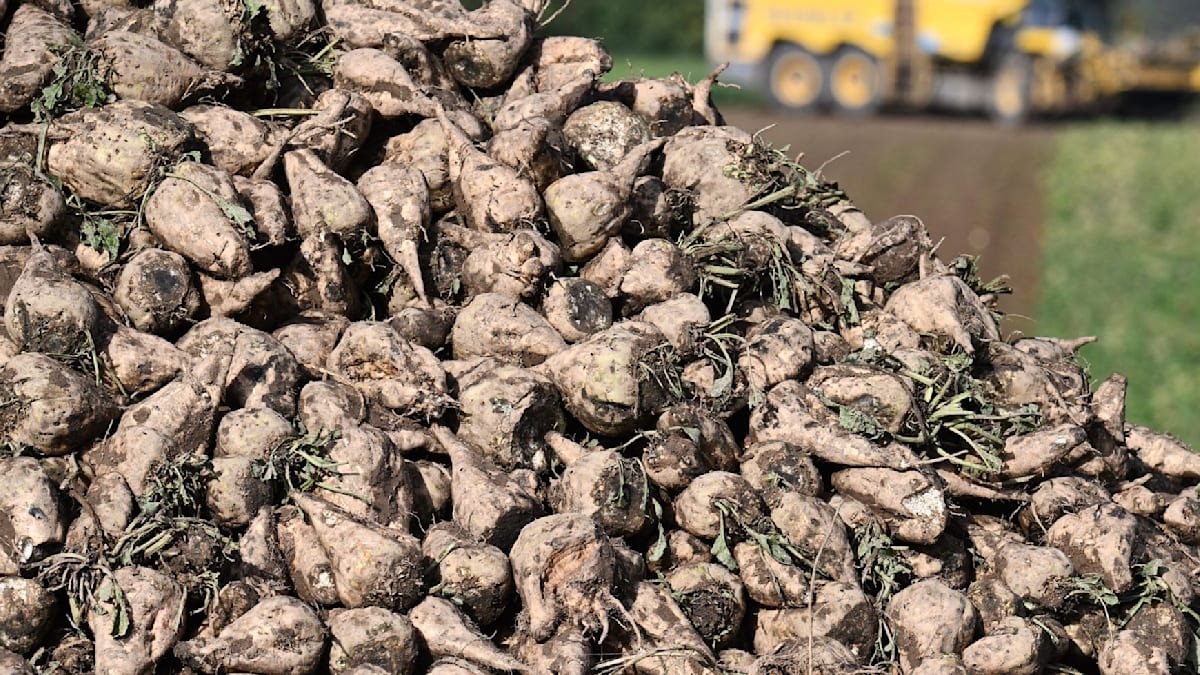 Artikelbild der Quelle zu: Marmelade könnte teurer werden: Einbußen bei der Rübenernte