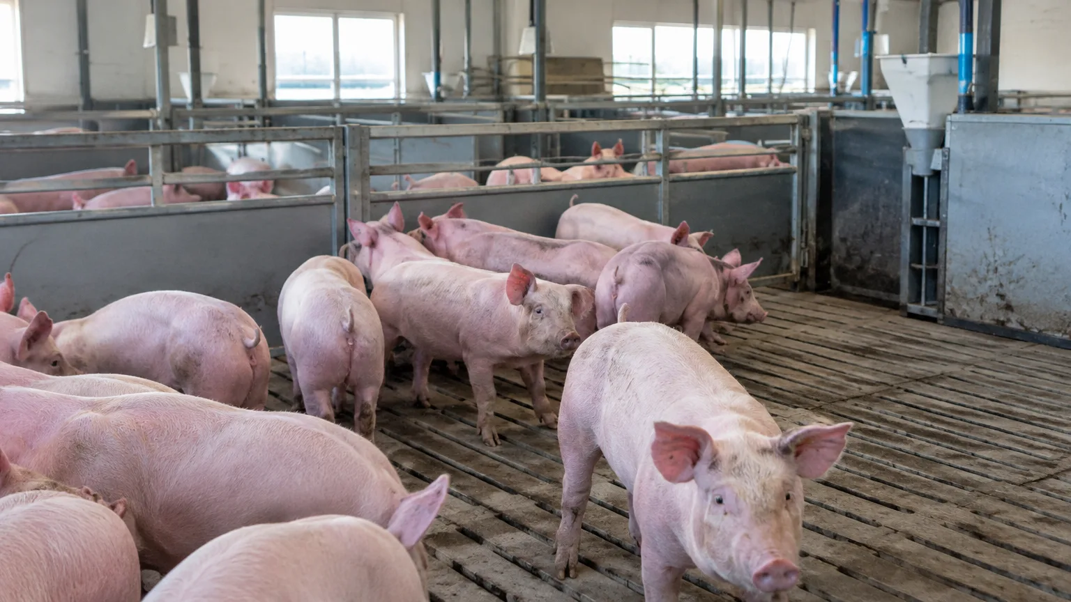 Illustration zum Thema: Schweinepreise in Nordrhein-Westfalen in Woche 42 2026