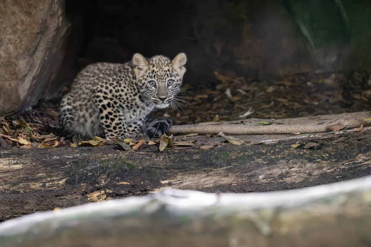 Artikelbild der Quelle zu: Baby-Alarm im Kölner Zoo – Mini-Leopard tappst durch das Gehege
