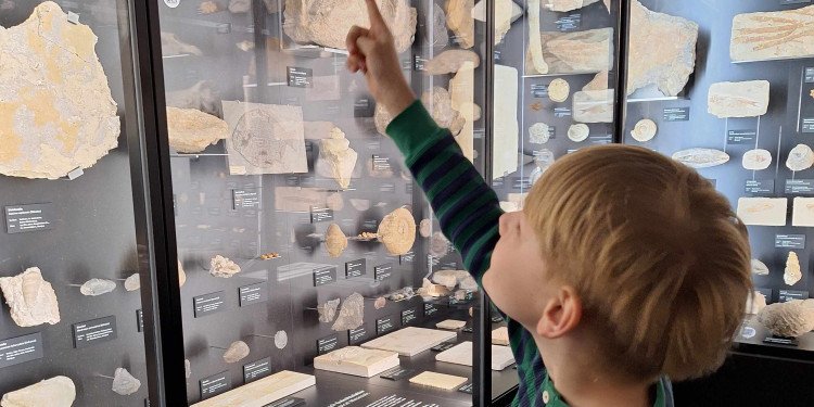 Zu sehen ist ein Junge, der auf Fossilien in einer Vitrine des Geomuseums zeigt.© Kerstin Brünenberg
