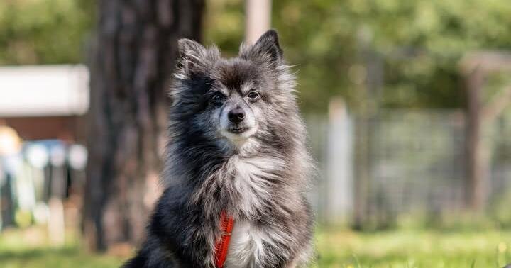 Artikelbild der Quelle zu: "Haben wirklich Angst": Tierheim teilt dringenden Aufruf zu Hund Lucky