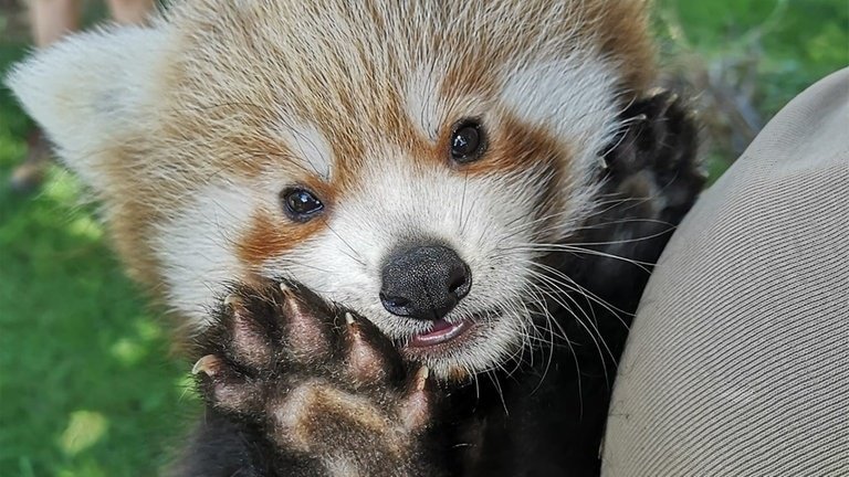 Artikelbild der Quelle zu: Roter Panda im Heidelberger Zoo geboren - es ist ein Männchen!