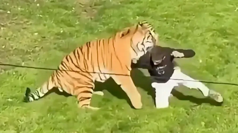Artikelbild der Quelle zu: Plötzlich wird der Ausflug im Zoo zum Albtraum – Tiger attackiert Besucher