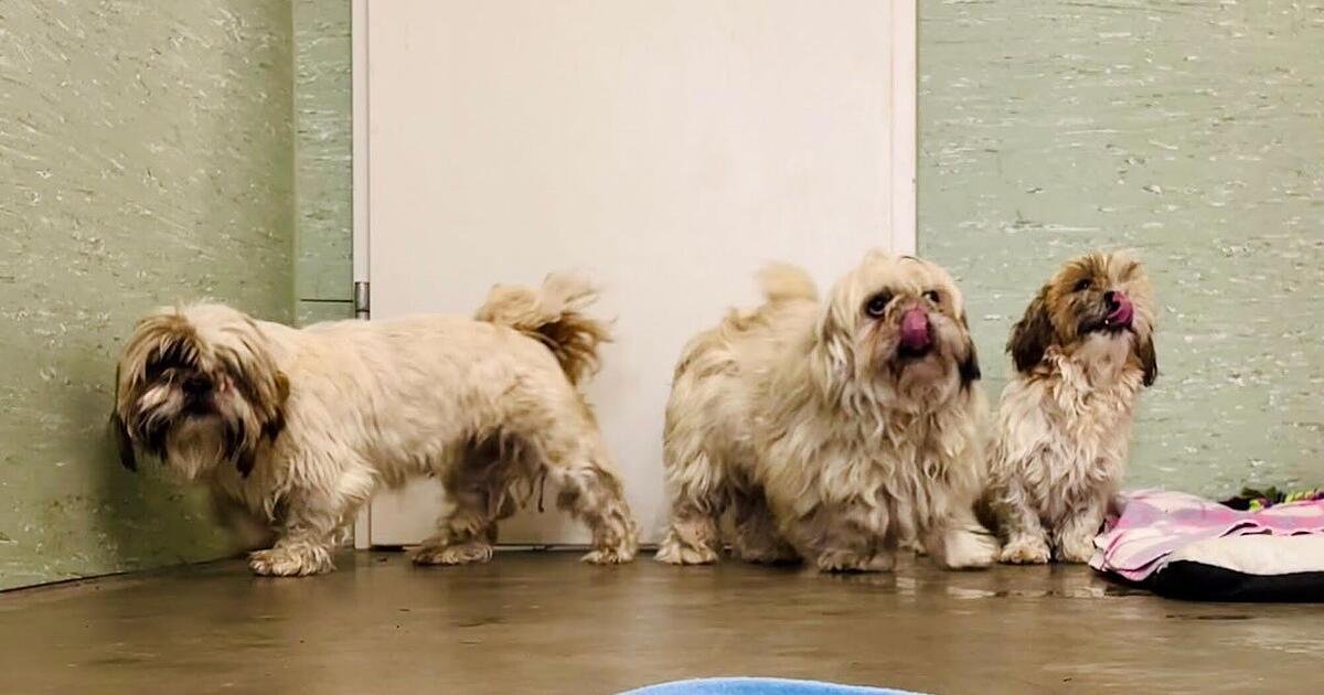 Artikelbild der Quelle zu: "Langsam bricht das Eis": Tierheim Haßberge mit schlimmer Vermutung nach Hunde-Fund