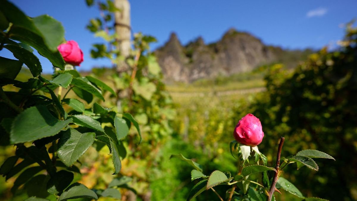 Artikelbild der Quelle zu: Nordrhein-Westfalen: Neue Woche bringt Temperaturen um die 20 Grad
