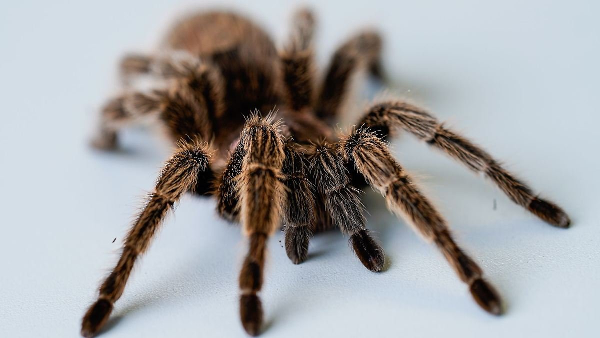 Artikelbild der Quelle zu: Nordrhein-Westfalen: Vogelspinne vor Aachener Amt ausgesetzt